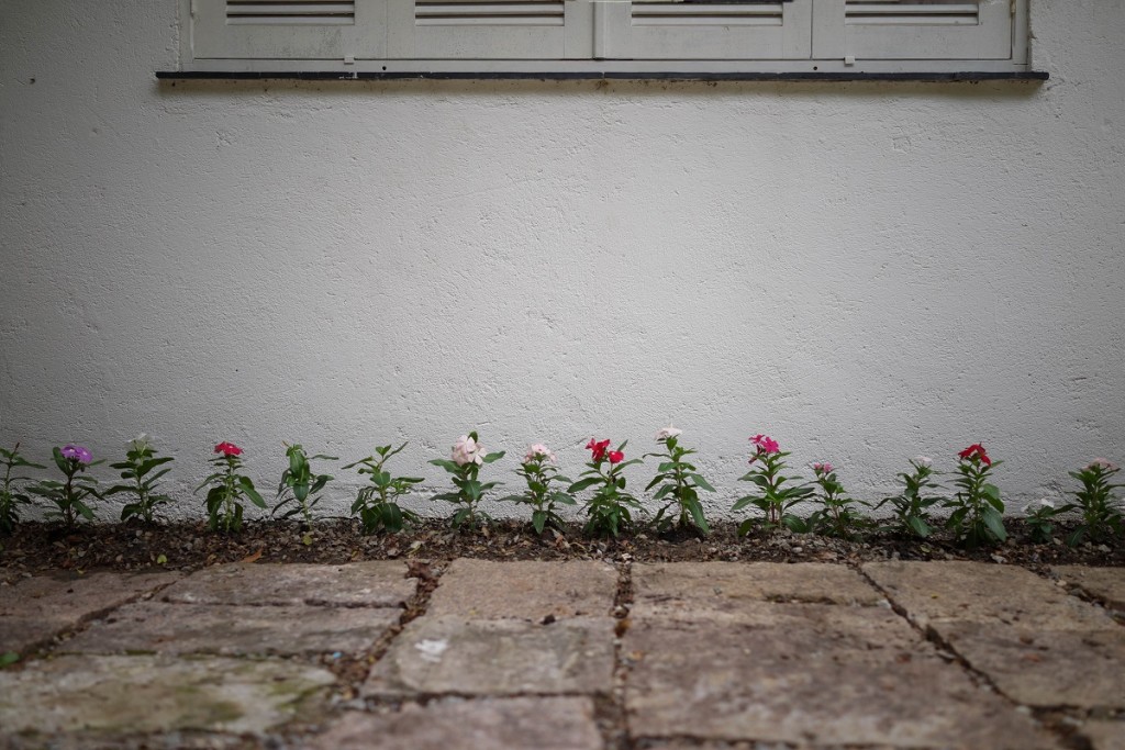 floreira de pervincas baixa